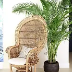 Casa Bodhi ホテル マルベーリャ
